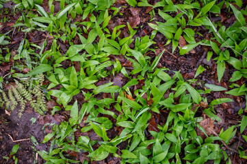 wild garlic top view