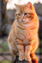 portrait of a red cat