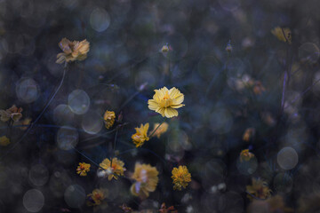 Fototapeta na wymiar blomming yellow flowers closeup in the rian