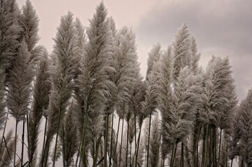 Obraz premium Pampas Grass