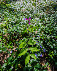 Flowering plants on the background of young periwinkle foliage in a deciduous forest.