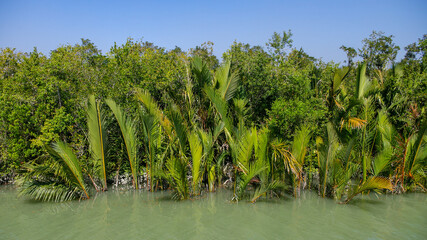 View of nypa fruticans aka nipa palm or mangrove palm growing in the mangrove of the Sundarbans, a UNESCO World Heritage site, Bangladesh