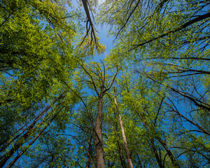 tops of tall trees covered with young green foliage against the blue sky.