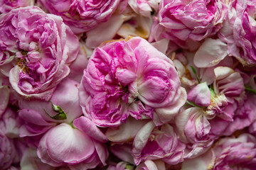 Tea rose petals are dried indoors.