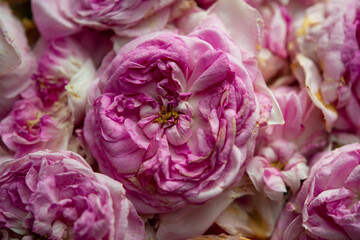 Tea rose petals are dried indoors.