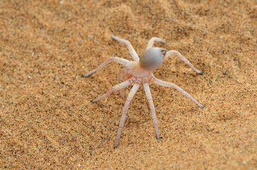 Closeup of the dancing white lady or wheel spider Carparachne cf. alba (Araneae: Sparassidae), a huntsman spider from the Namib desert, photographed near Swakopmund, Namibia.