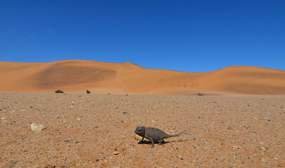 Wide angle photograph of the Namaqua chameleon (Chamaeleo namaquensis), a small reptile...