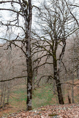 Fototapeta premium Sabaduri forest in spring, a beautiful place in the north of Tbilisi
