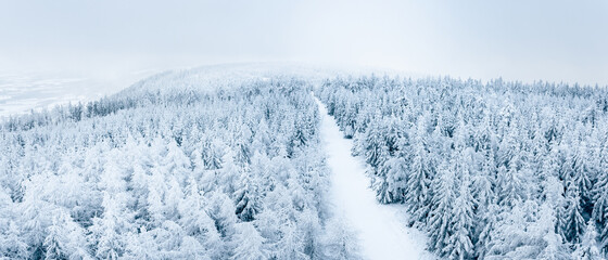Snow-covered forest with a hiking trail, winter landscape in the Sudetes.