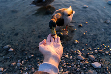 Duck feeding
