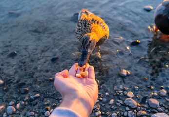 Duck feeding by hand