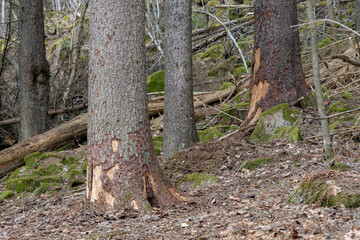 Old and dead trees in the forest.