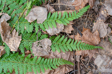Photo of green fern growing in forest.