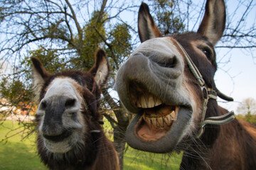 Lustige Esel und ihre Grimassen