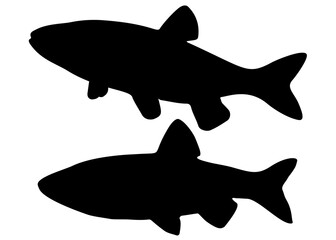 Chub fish included. Vector image.