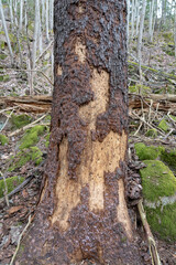Dead and dry trees in forest.