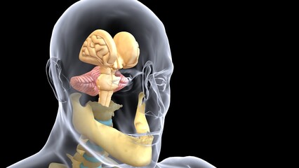 human brain anatomy 3d illustration