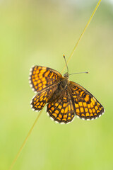 The heath fritillary (Melitaea athalia) with spread wings resting on a straw
