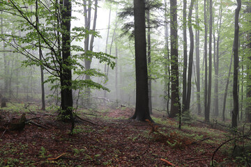 Fototapeta premium morning in the woods