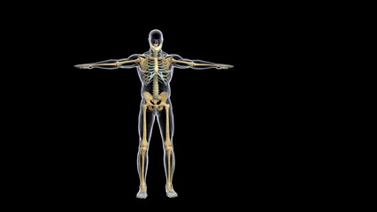 human muscle anatomy 3d illustration