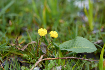 Two coltfoot flowers are blooming