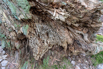 Old rotten wood weathered mouldering tree.