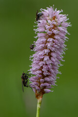 caterpillar on a flower