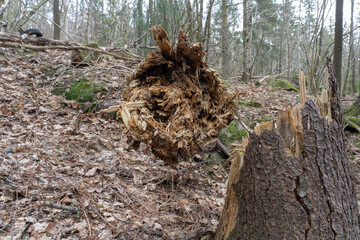 Old rotten tree broken off by storm.