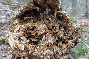 Texture of old rotten pine. Old rotten tree trunk.