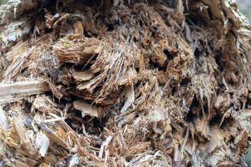 Old rotten wood weathered mouldering tree.