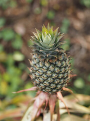Fototapeta premium The pineapple tree is bearing fruit in on blurred nature background