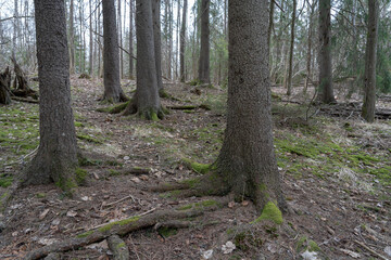 Early spring in the forest.