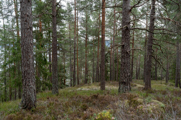 Obraz premium Early spring norwegian forest view.