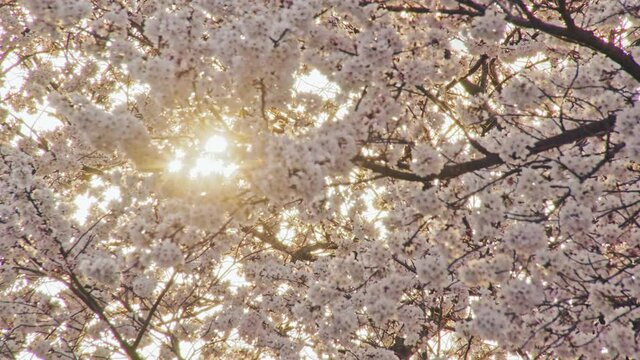 黒沢川の桜と朝焼け