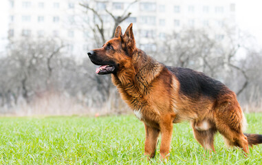 dog breed german shepherd stands sideways