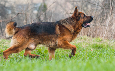 adult dog german shepherd in the park