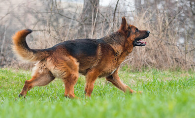 dog breed german shepherd walking