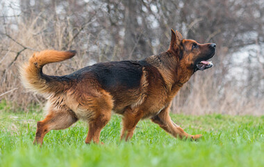 dog breed german shepherd walking