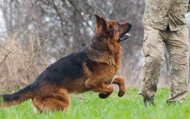 dog training breed german shepherd