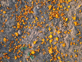 tecomilla flowers fall on desert ground top view