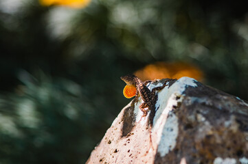 Hawaiin Lizard on Rock