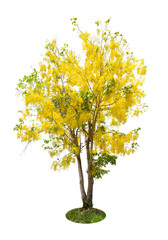 Cassia fistula tree or Golden shower National tree of Thailand.