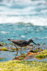 Bird in Hawaii