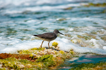 Bird in Hawaii