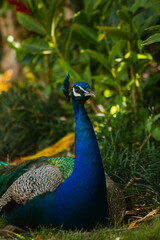 Peacock in vegetation 