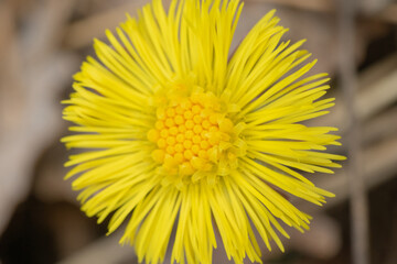 Macro of the Tussilago farfara, coltsfoot in bloom.