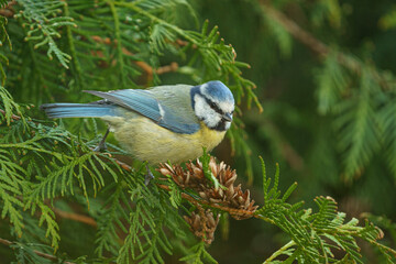 Blaumeise in einer Tuja
