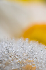Rain drops on dandelion and daffodils in the background with sunlight and macro lens.
