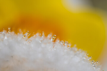 Rain drops on dandelion and daffodils in the background with sunlight and macro lens.