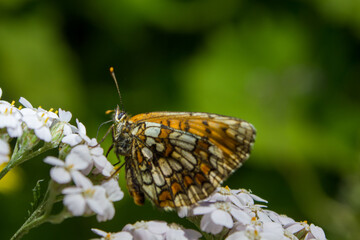 Heath fritillary butterfly (lateral view) sitting on Cow Parsley plant (Filzmoos, Austria)